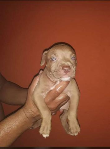 Vendo filhotes de pitbull red