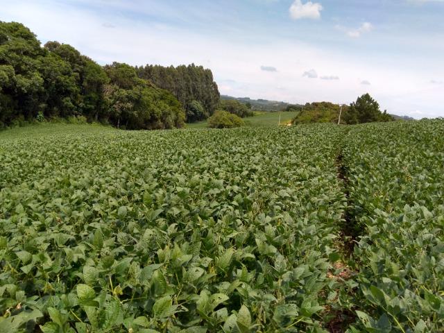02 Chácaras em Mandirituba de 34.218,84 m² cada - Foto 4