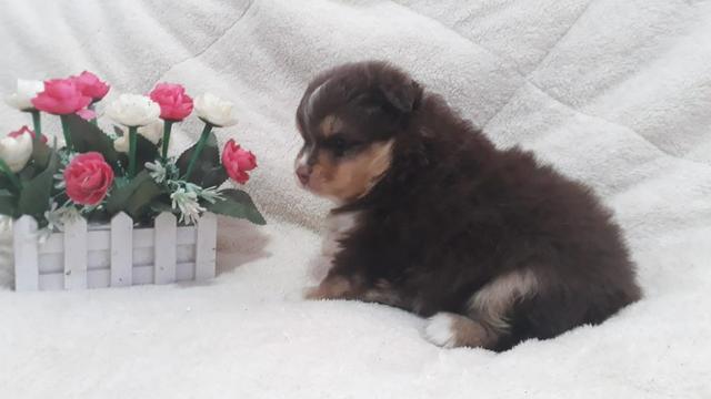 Machinho Raro de Spitz Tricolor de Chocolate - Foto 3