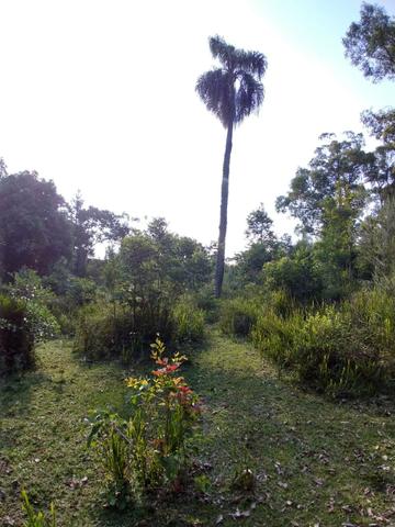 Terreno 3 alqueires próx: são Mateus do sul - Foto 4