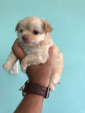 Chihuahua bco e chocolate| black tan| branco| pelagem longa| curta