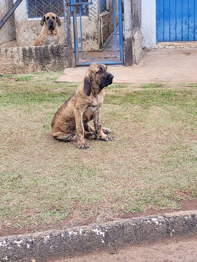 fila brasileiro olx