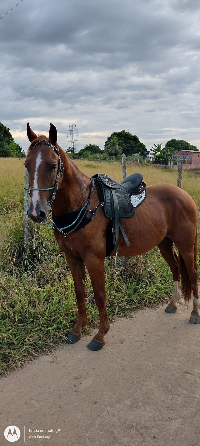 Cavalo    para tudo