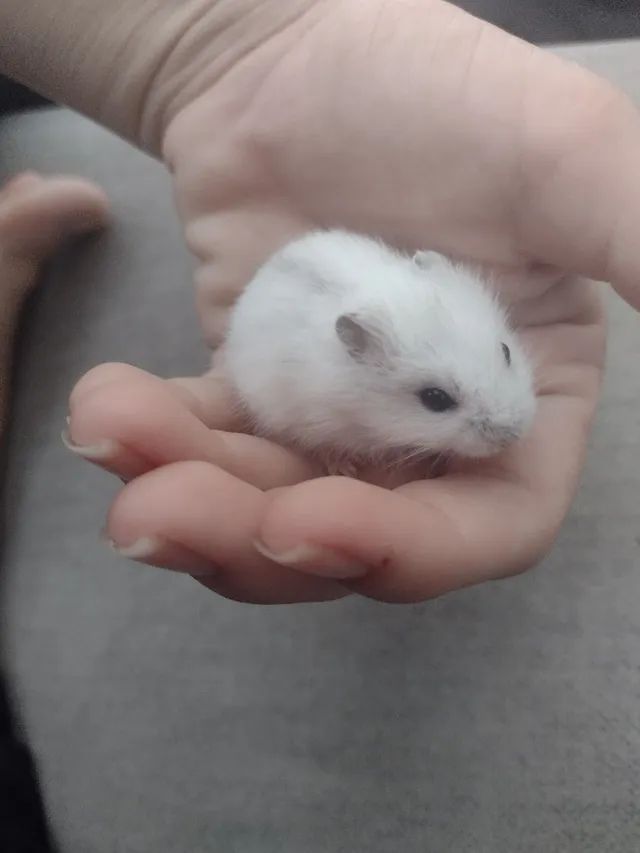 Filhote de hamster anão russo 