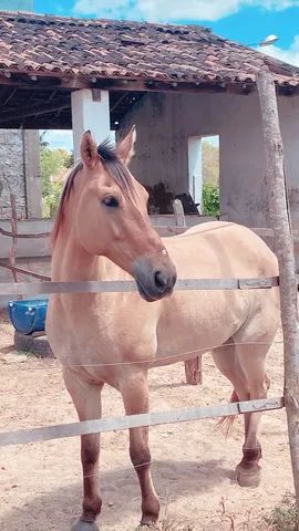 Vaquejada em 2023  Fotos de cavalos, Égua quarto de milha, Imagens de  vaqueiro