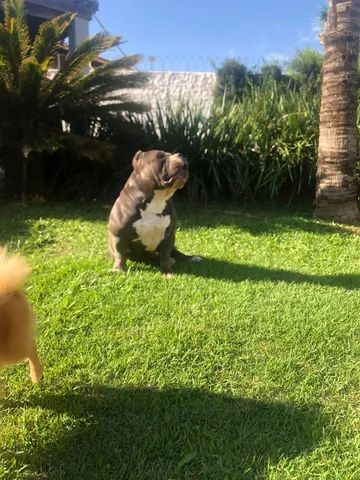 American Bully pocket ( Neto Mr Miagi ) pedigree Abbr