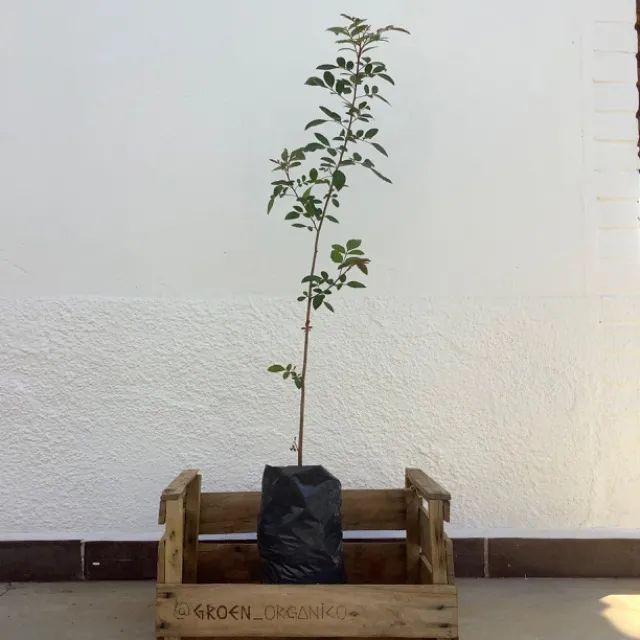 Pimenta Rosa- Aroeira Vermelha