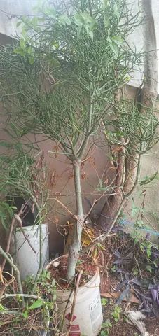 Mudas  de  Aveloz - Foto 2