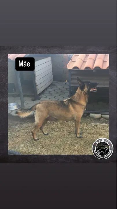 PASTOR BELGA MALINOIS