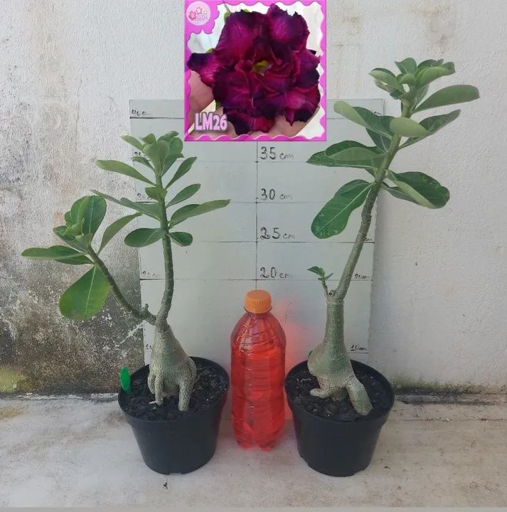 Rosa do Deserto roxa dobrada