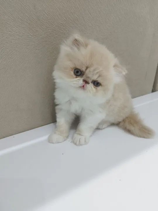 Vendo lindos gatinhos persas - Foto 6