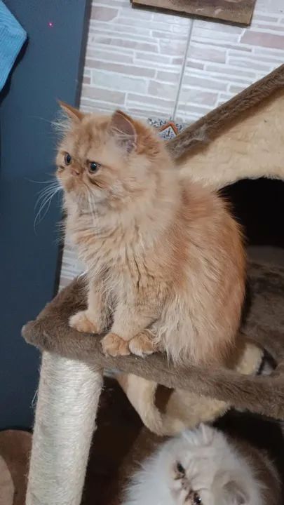 Persa linda femea 5 meses - Foto 2