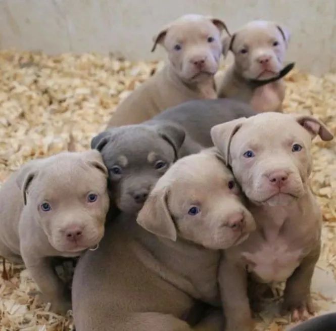 Filhotes de Pitbull - Lindos e Saudáveis! Cinzas e bicolor 