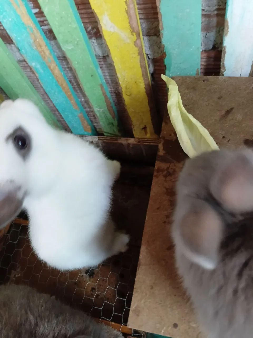 Coelhos anões holandês filhotes e adultos