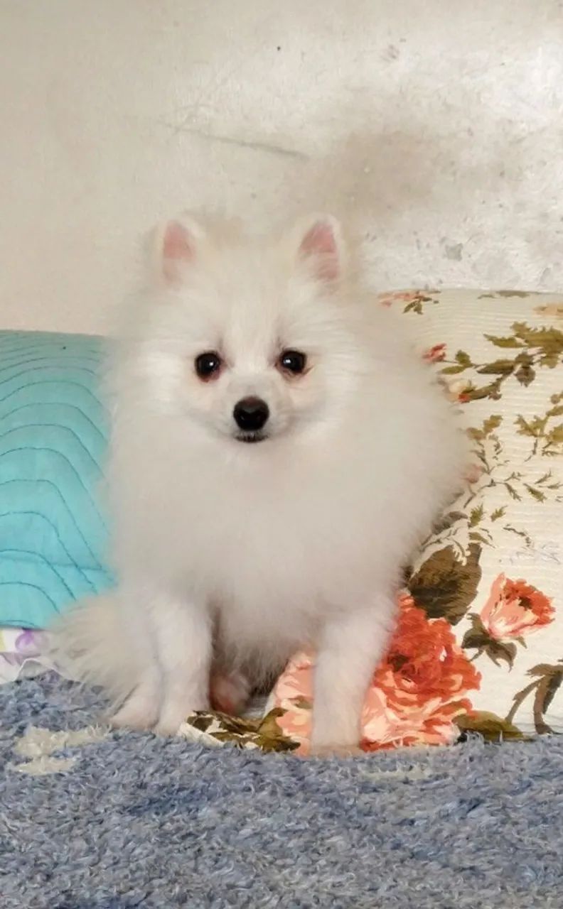 Spitz alemão machos 3 meses e 9 meses  - Foto 4