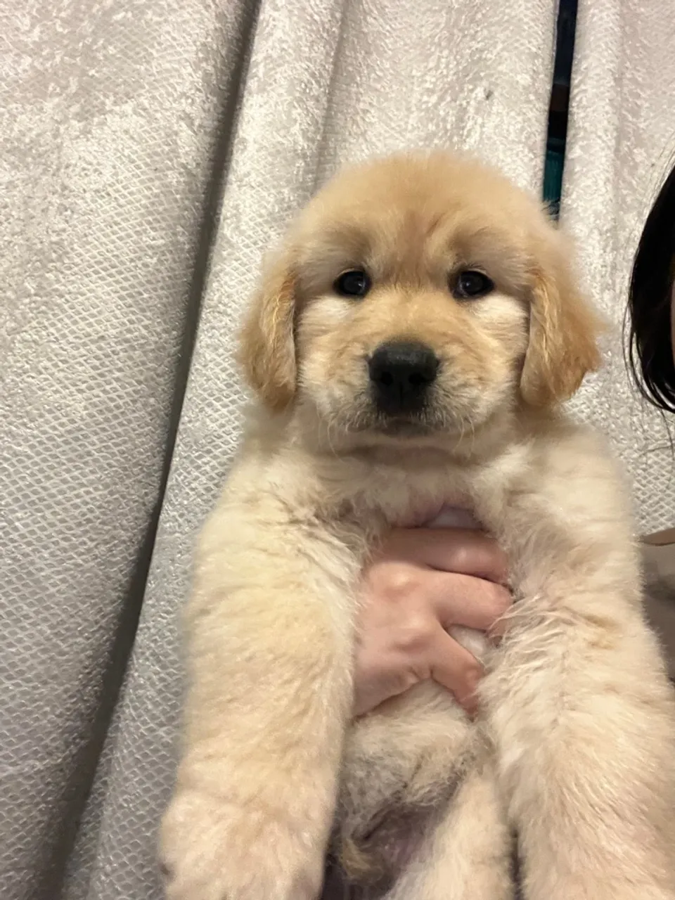 Filhote Golden Retriever