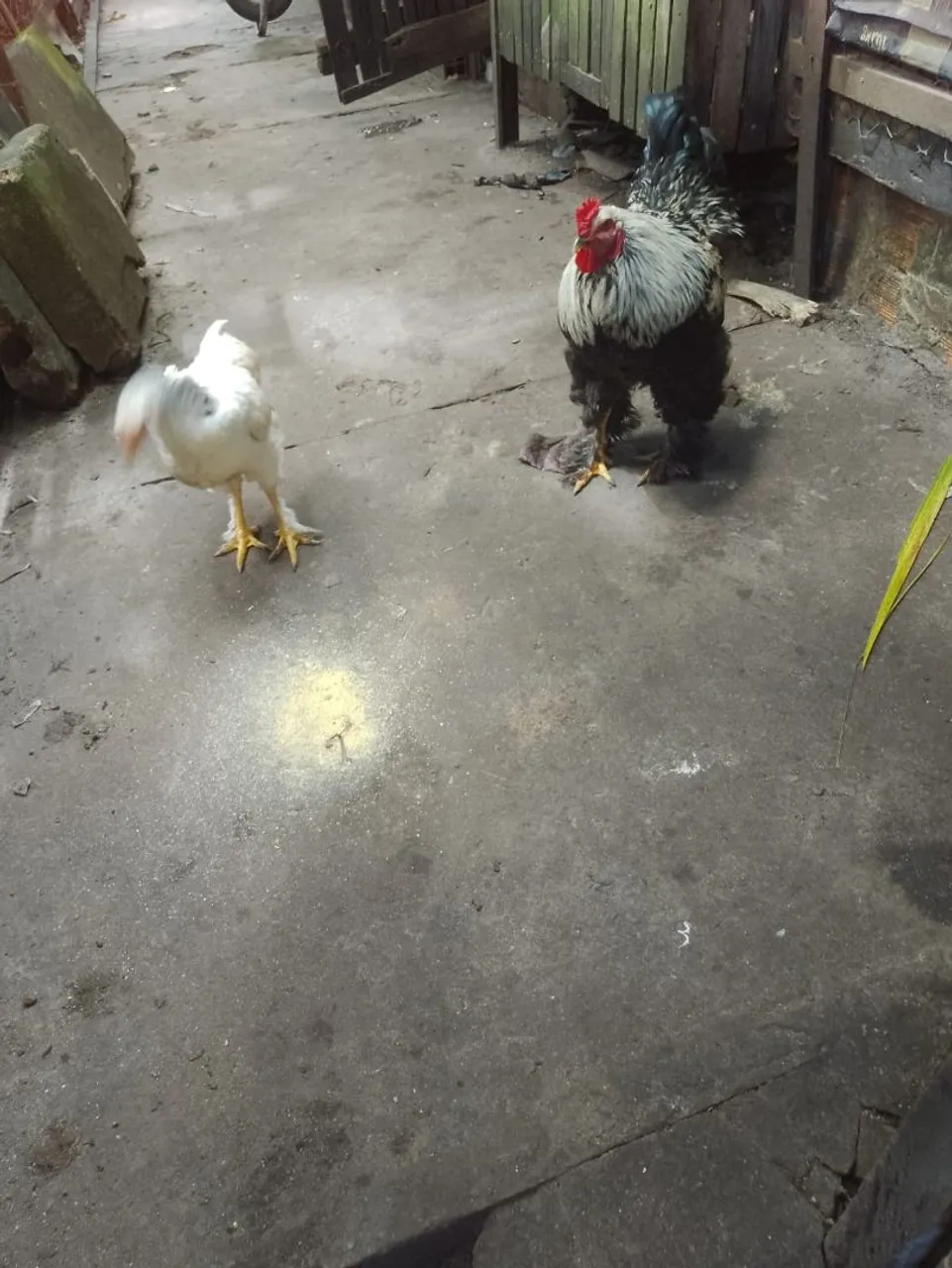 Galo da raça Brahma puro bem saldavel