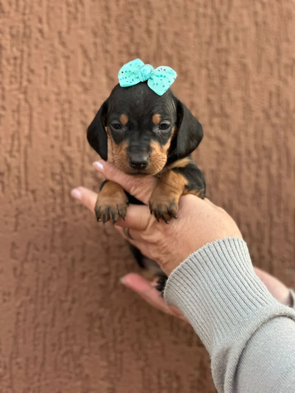 Dachshund fêmea