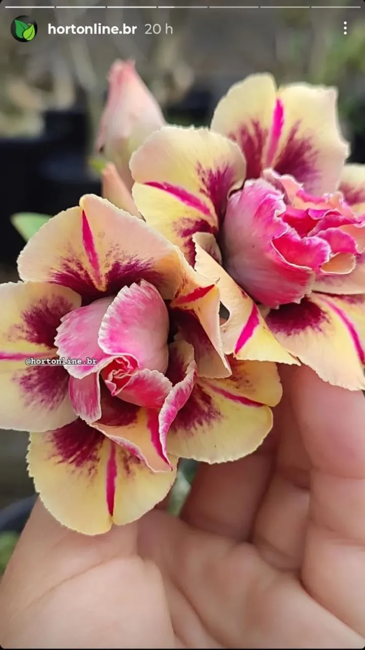 Rosa do deserto - triple wish