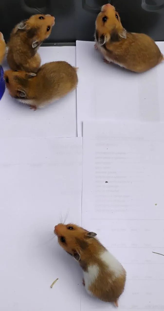 Hamster Sírio e Angorá Aceitamos Cartão  - Foto 2