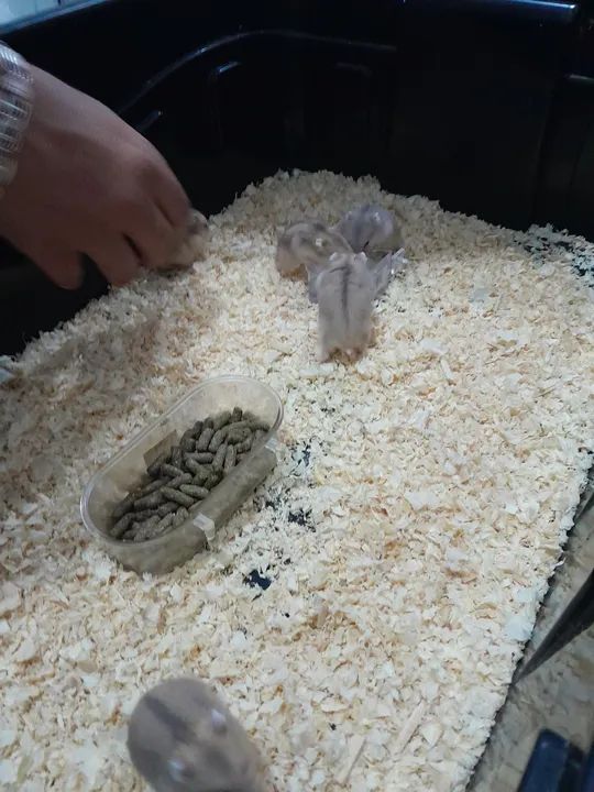 Filhotes de hamster anão russo. - Foto 4