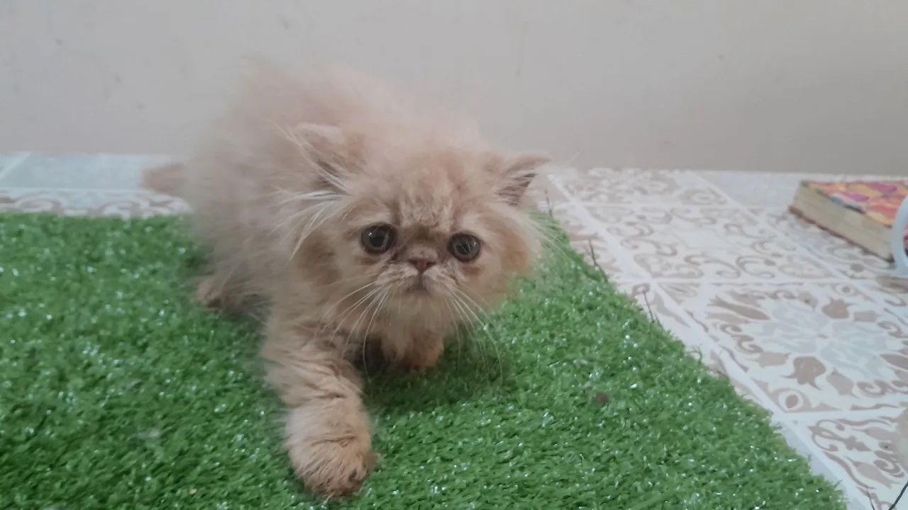 Persa, venda  - Foto 2