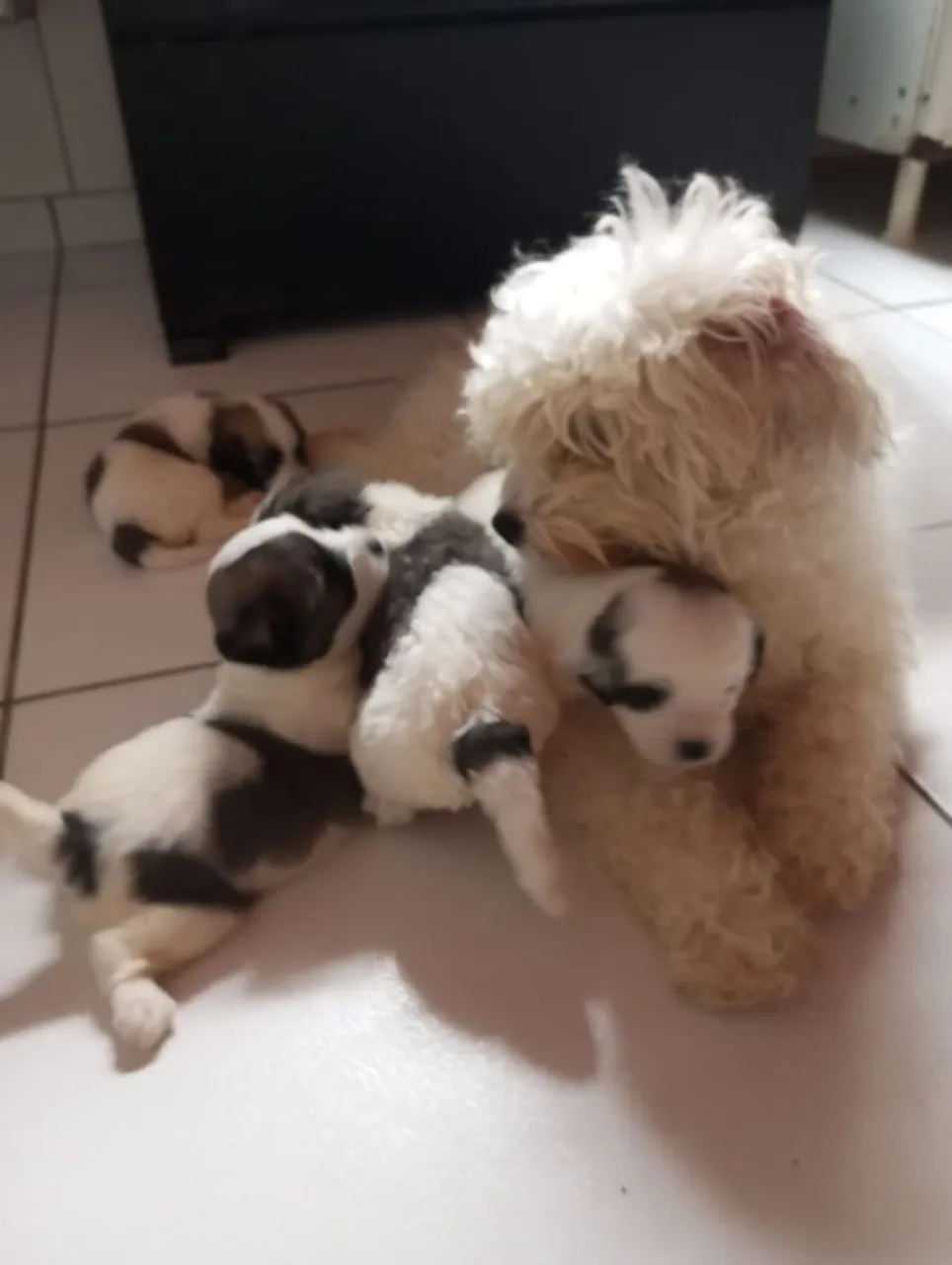 Filhotes de Poodle
