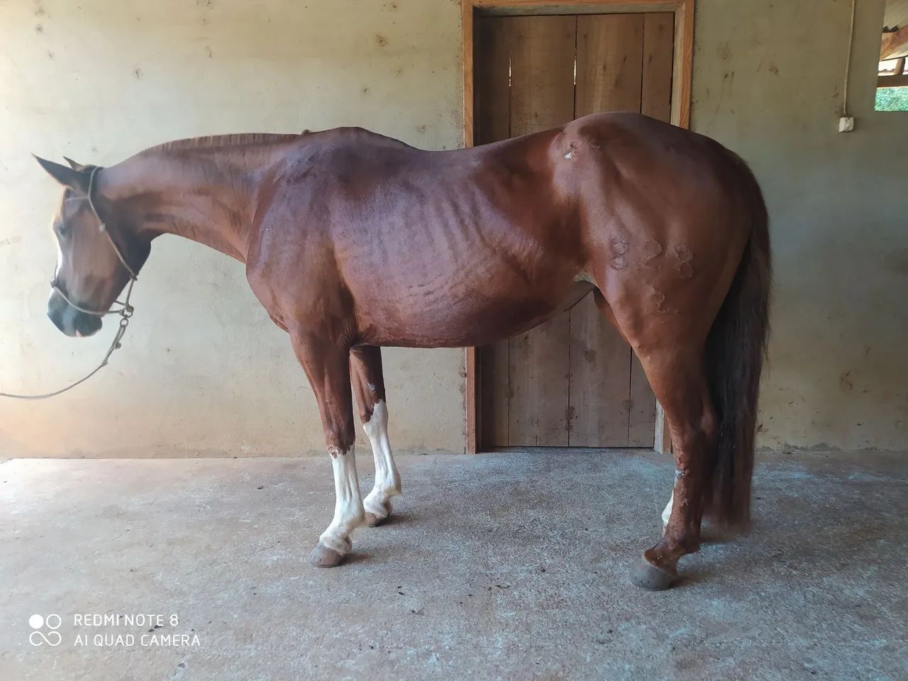 Égua Crioula Tostada Bragada - Foto 3