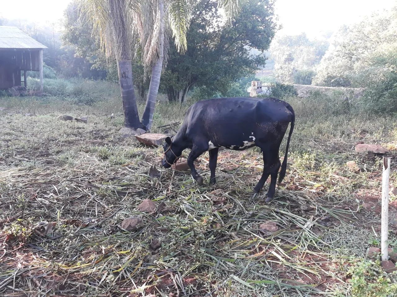 Vaca Zebu Negra e maron