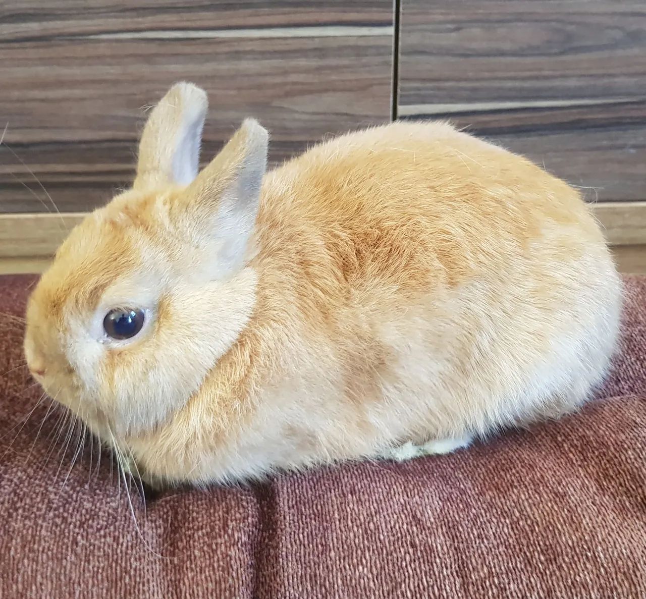 Coelho Mini Netherland.