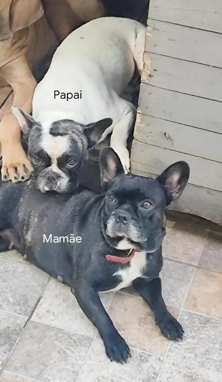 Filhotes de Bulldog Francês
