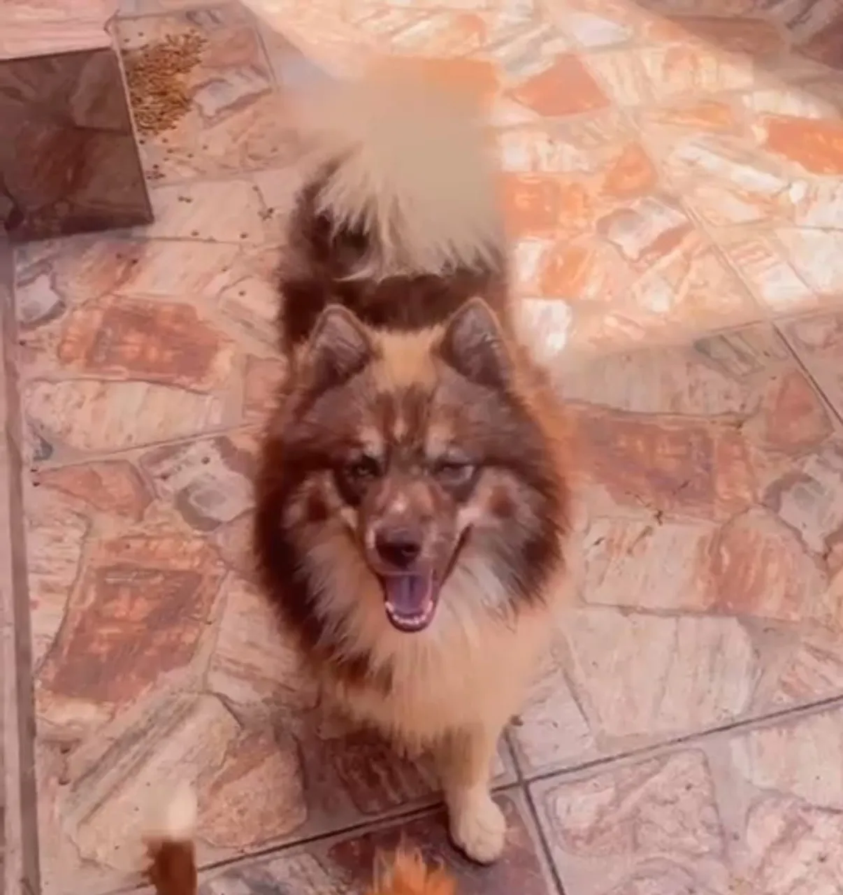 Pomsky: Filhote Charmoso e Leal!