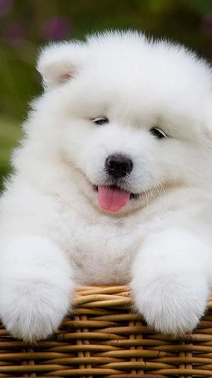 Cães Floquinhos de Neve da Raça Samoieda