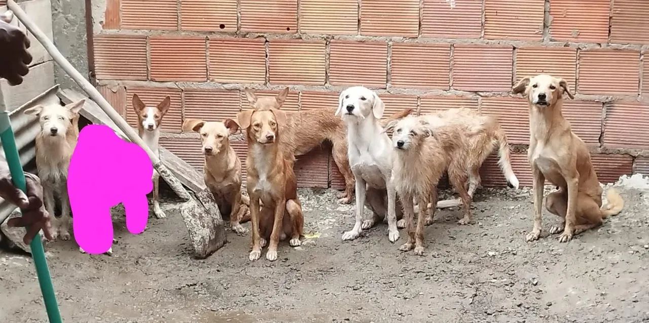 Filhotes de cães diversos para adoção - Foto 3