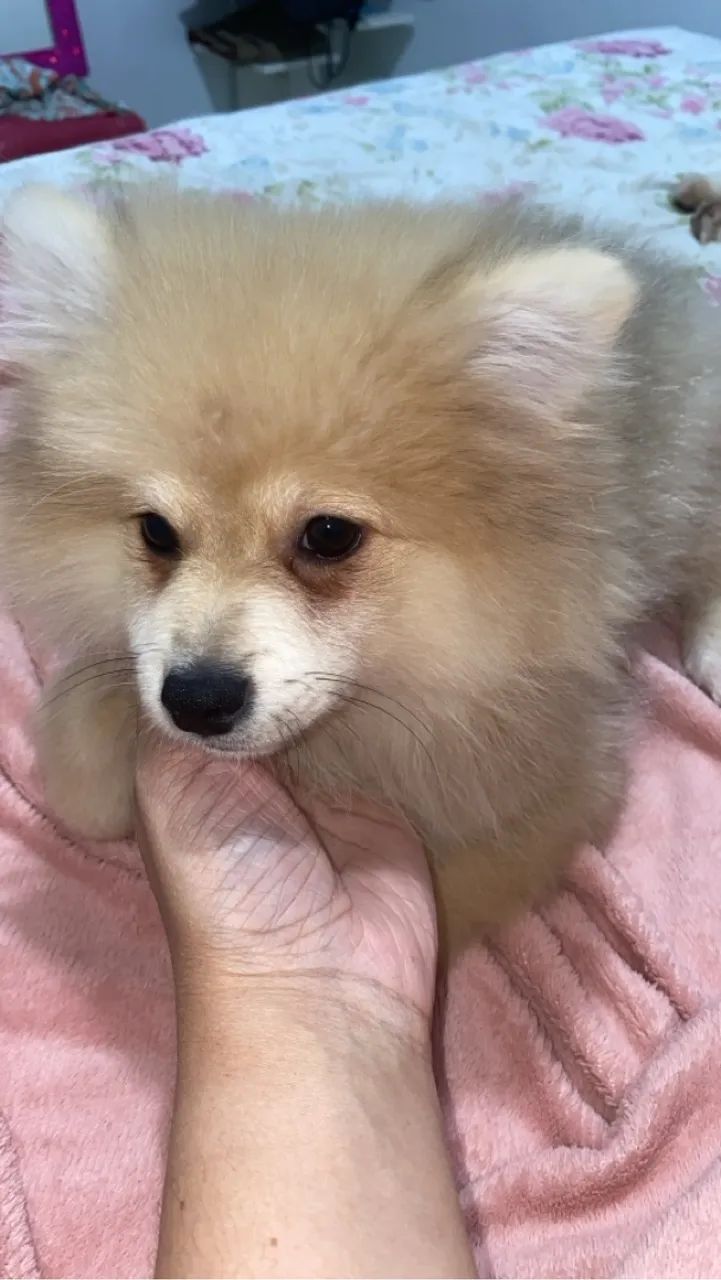 Filhotes de Spitz Alemão disponíveis para adoção! - Foto 3