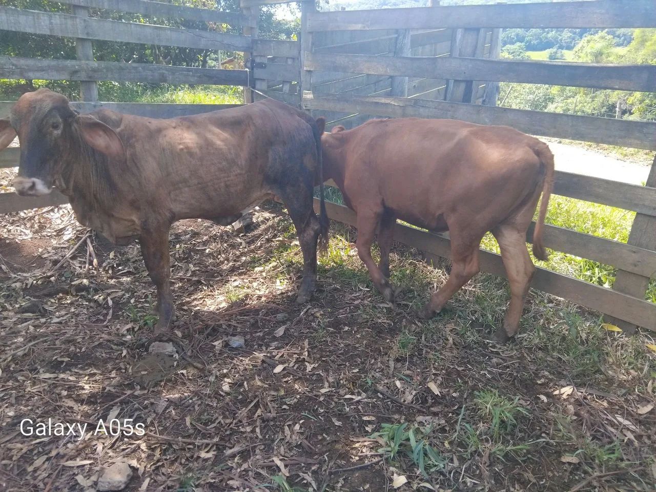 Novilhas - Foto 2