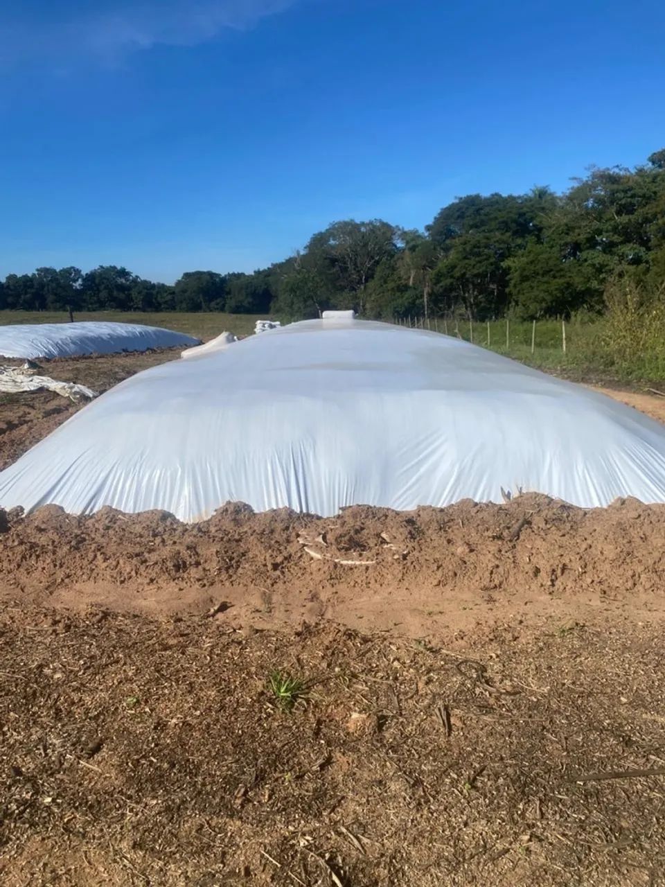 Silagem de milho!  - Foto 2