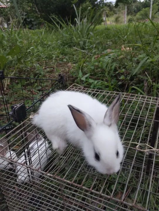 Coelhos fofinhos para adoção! - Foto 4