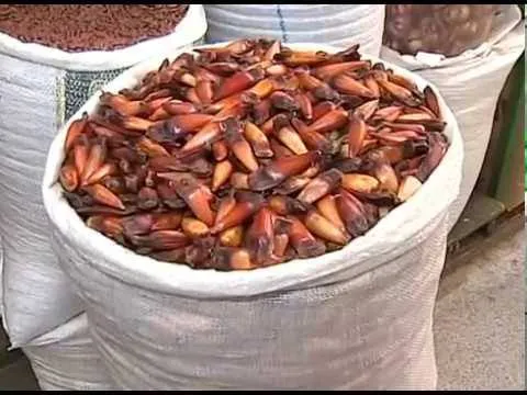 Pinhões frescos e deliciosos