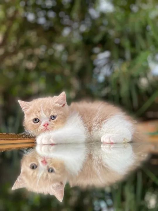 British shorthair e longhair  - Foto 4