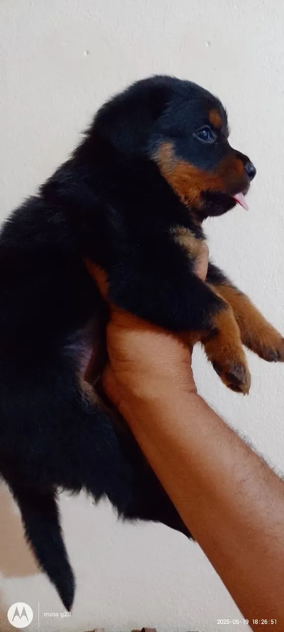 Cachorro rottweiler