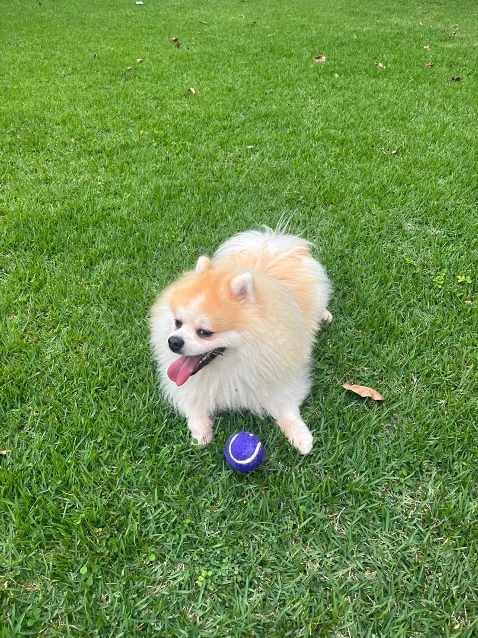 Apenas um doguinho a procura de um amor  - Foto 6