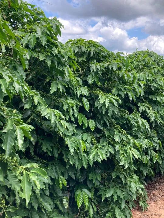 Fazenda de café ? em Cristais Minas Gerais  - Foto 3