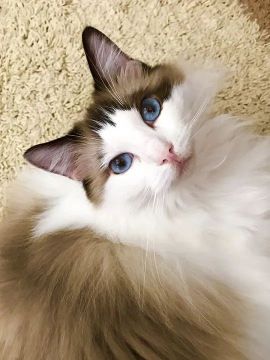 Ragdoll Filhotes Encantadores na Cor Bicolor - Foto 3