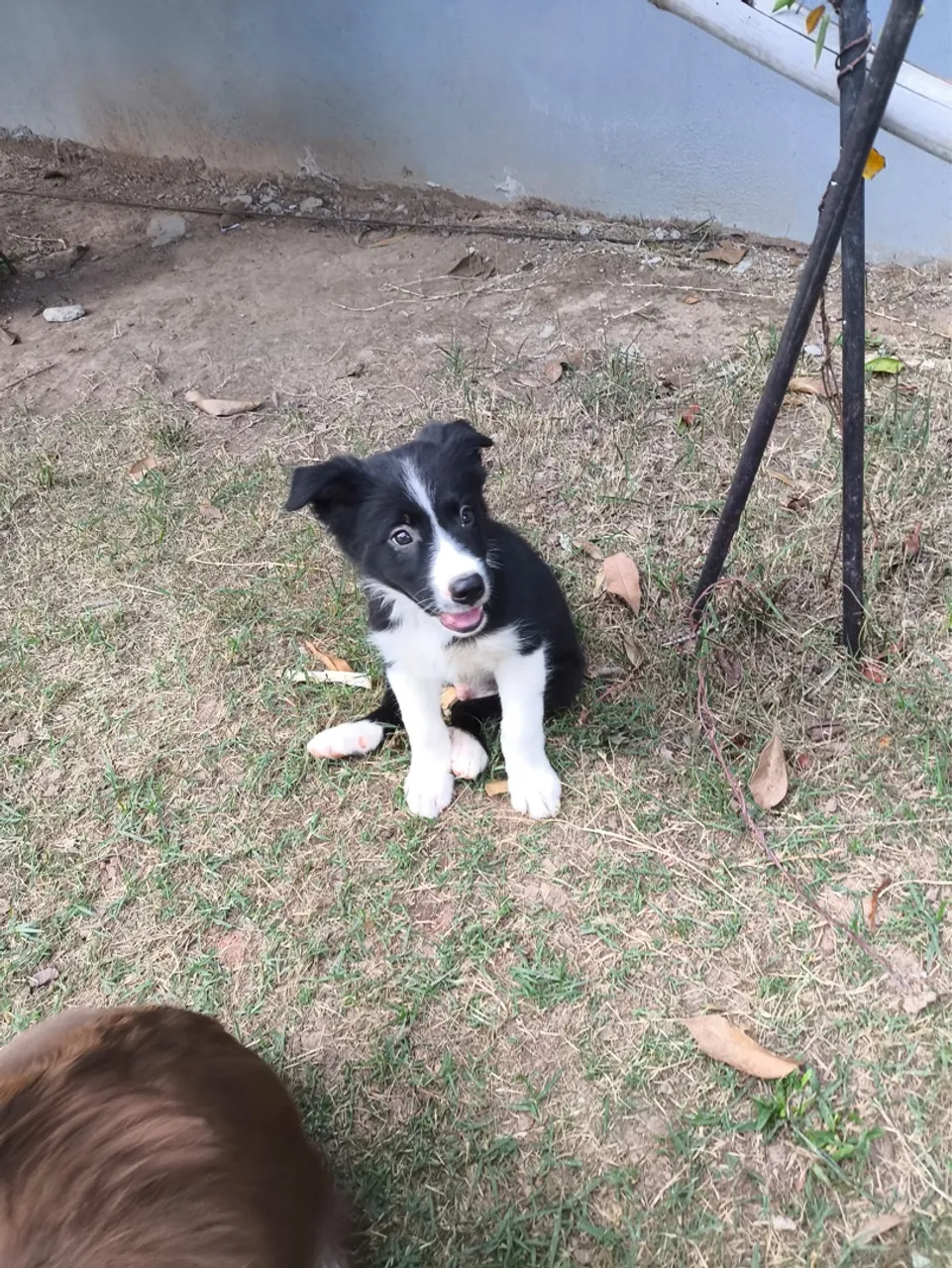 Filhote de Border Collie!