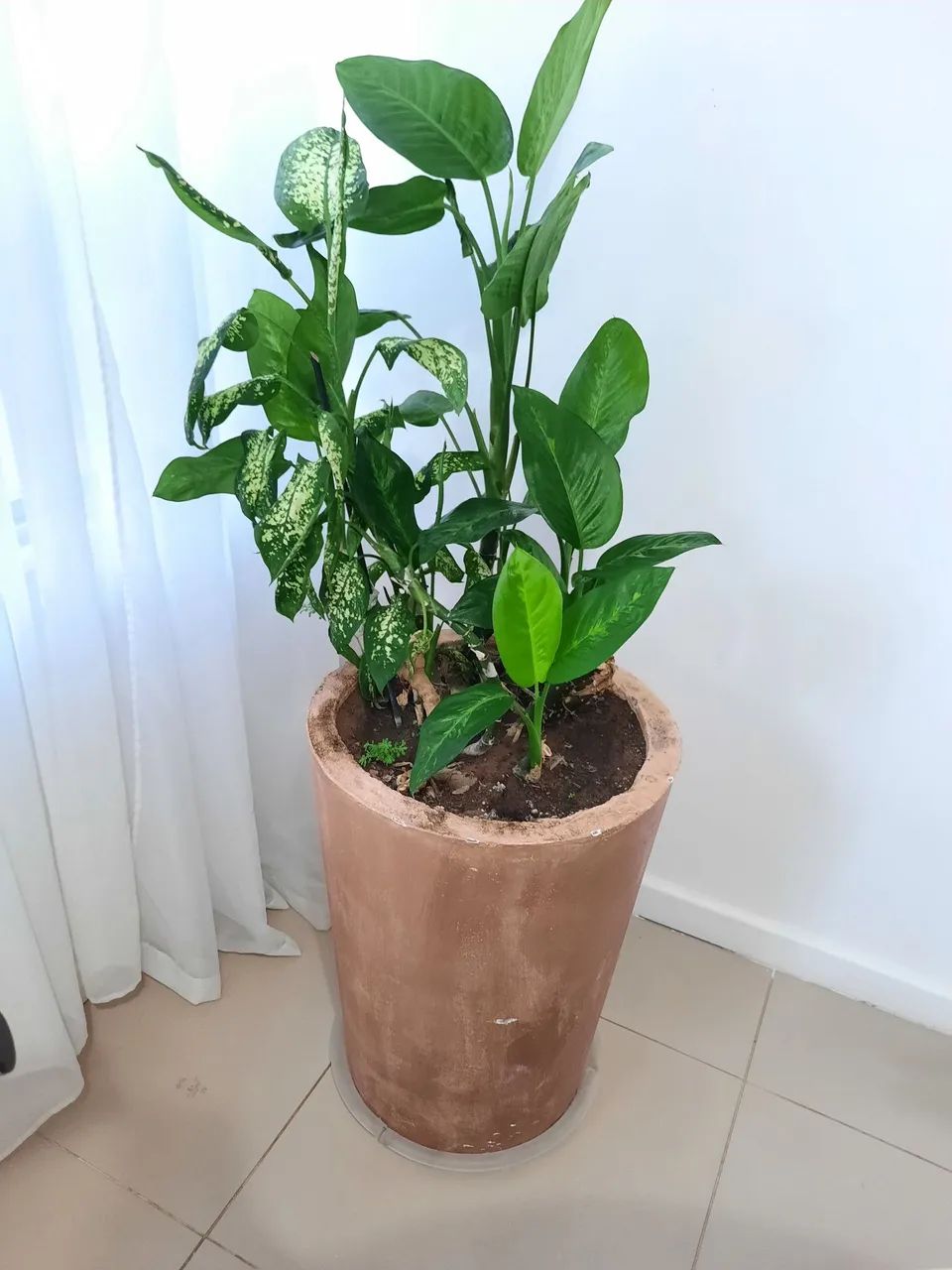 Planta Dieffenbachia em Vaso Decorativo