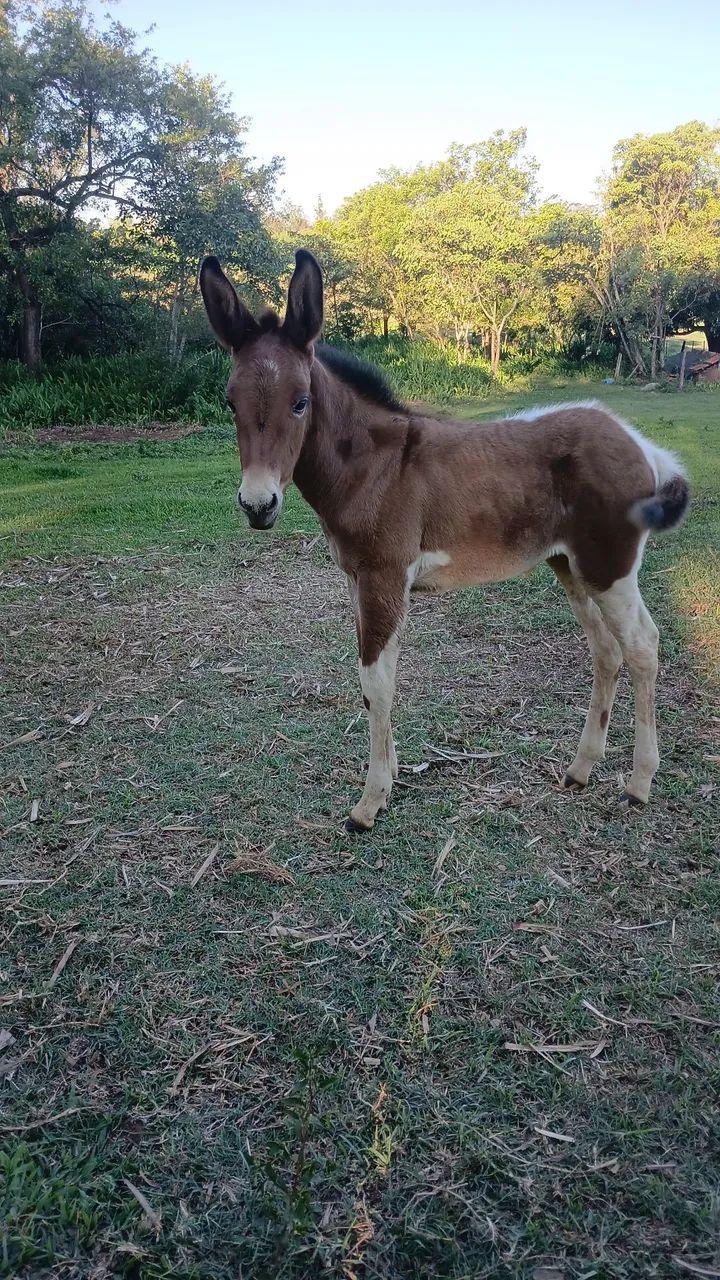Vendo mula pampa exotica int chama no zap *  - Foto 2