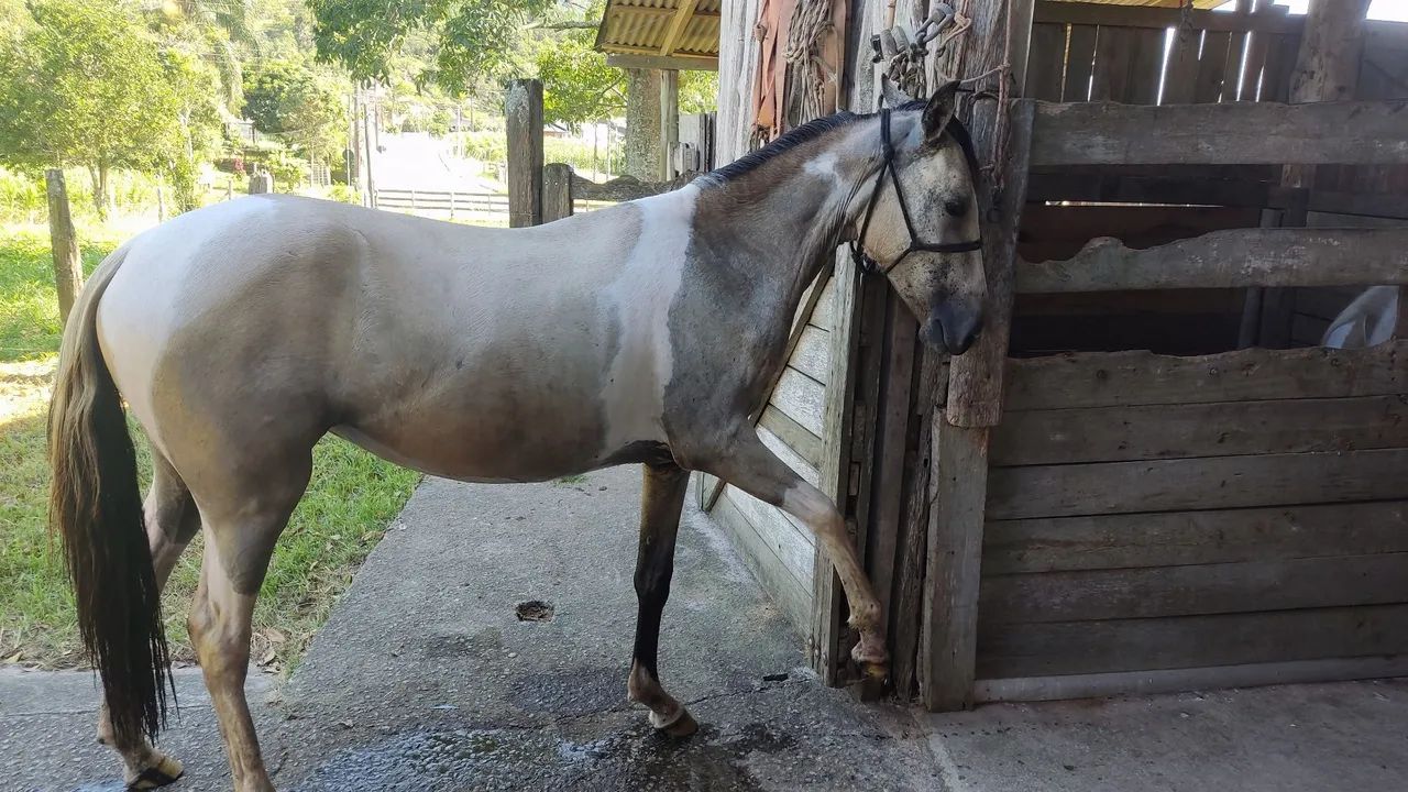CAVALO de marcha picada  - Foto 6