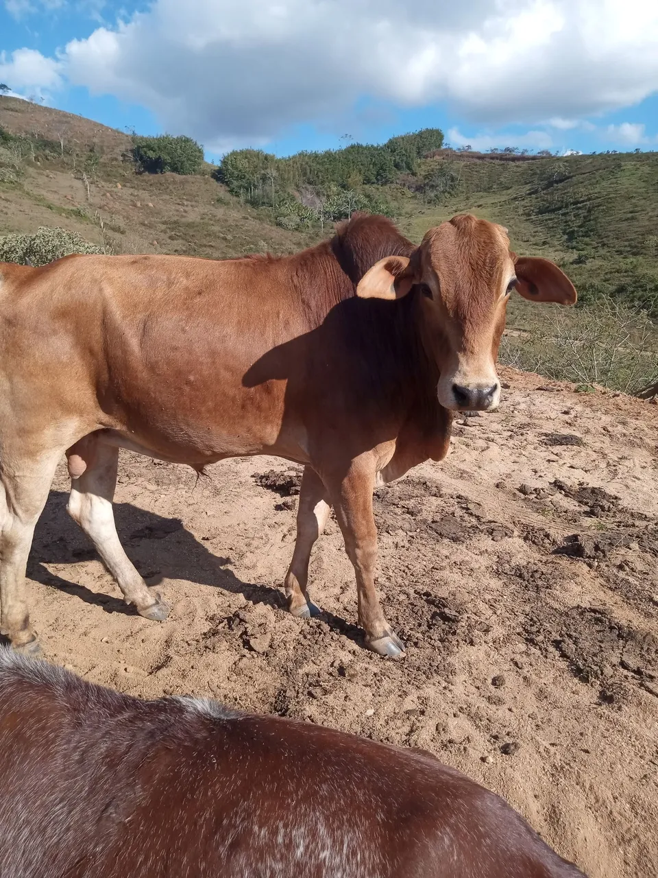 Mestiço Nelore para cria e produção