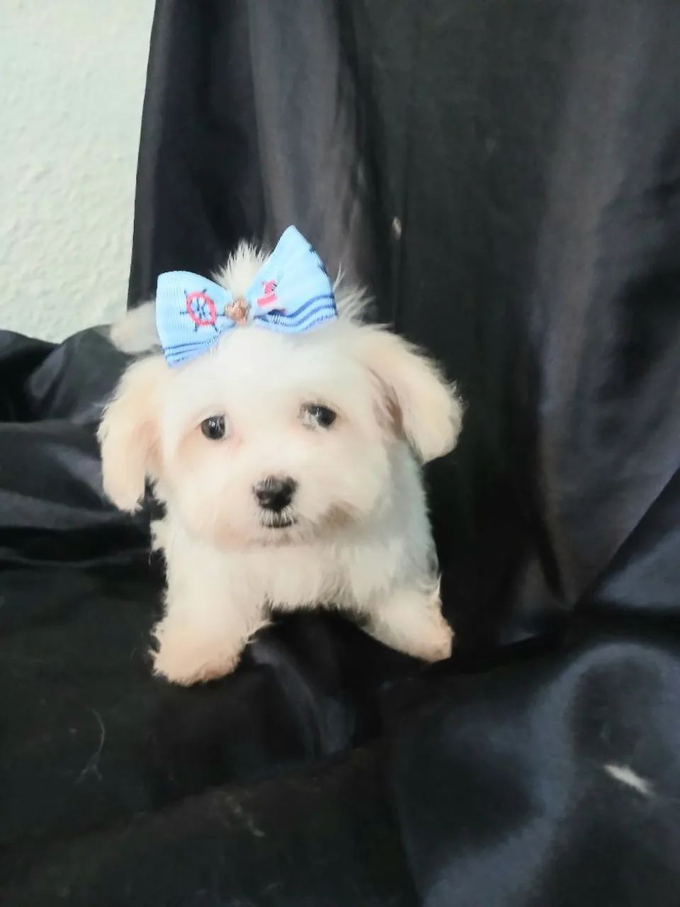 Maltês fêmea micro linda - Foto 2